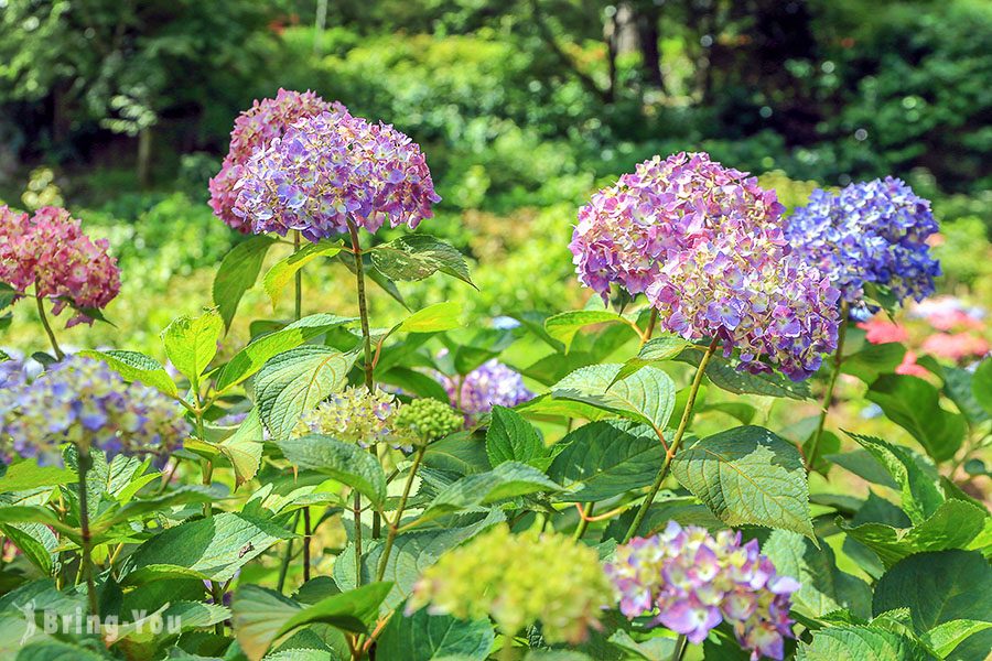 宇治三室戶寺繡球花