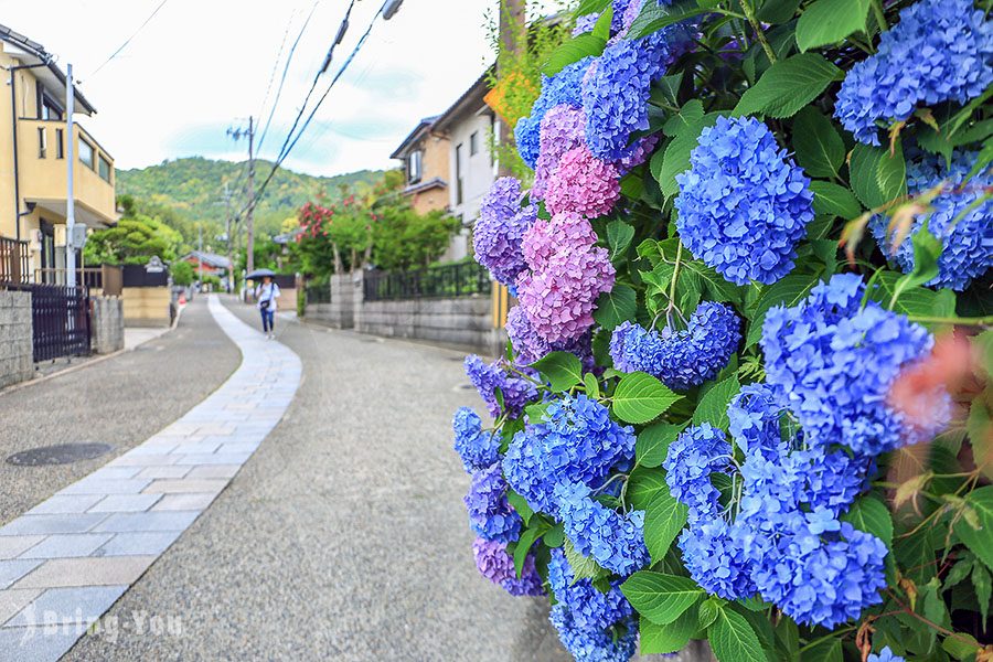 宇治三室戶寺繡球花