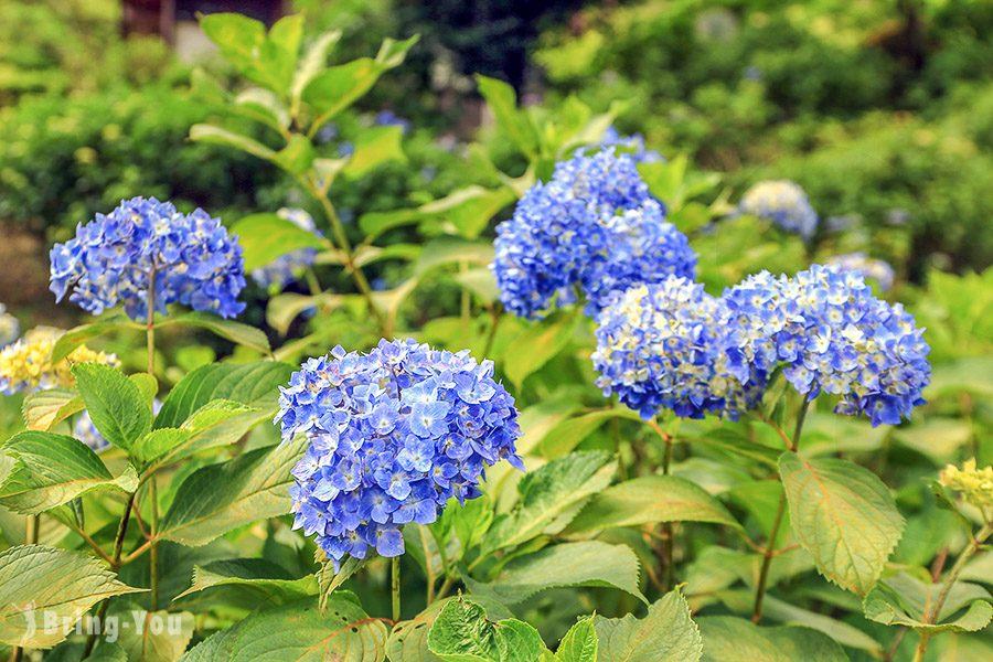 宇治三室戶寺繡球花