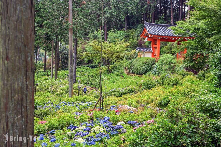 宇治三室戶寺繡球花