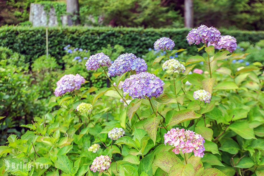 宇治三室戶寺繡球花