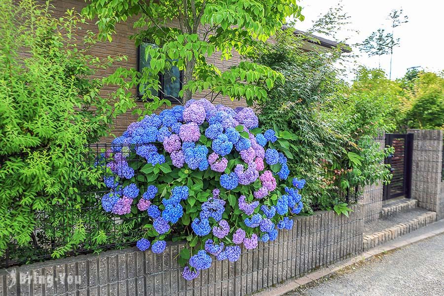 宇治三室戶寺繡球花