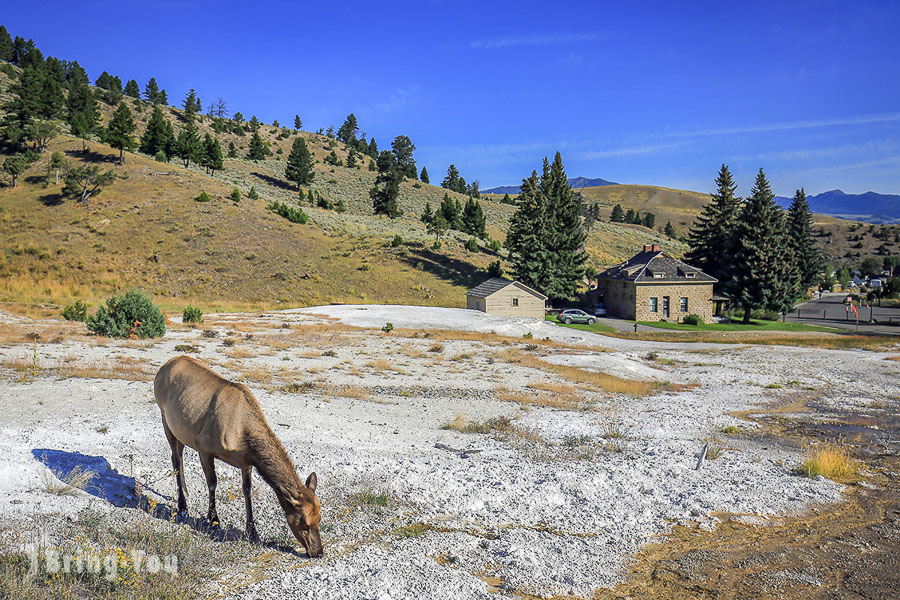 猛獁溫泉 Mammoth Hot Springs