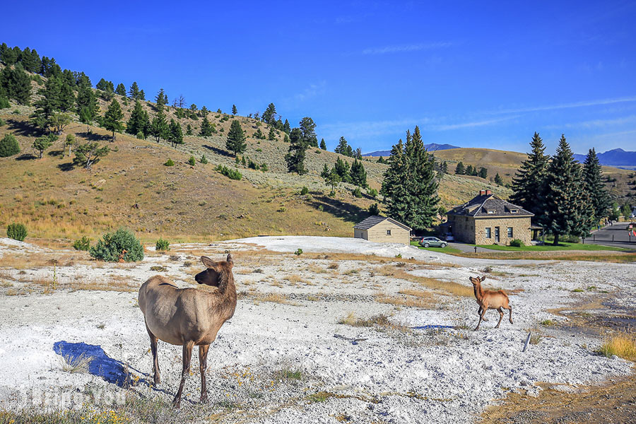 猛犸温泉 Mammoth Hot Springs