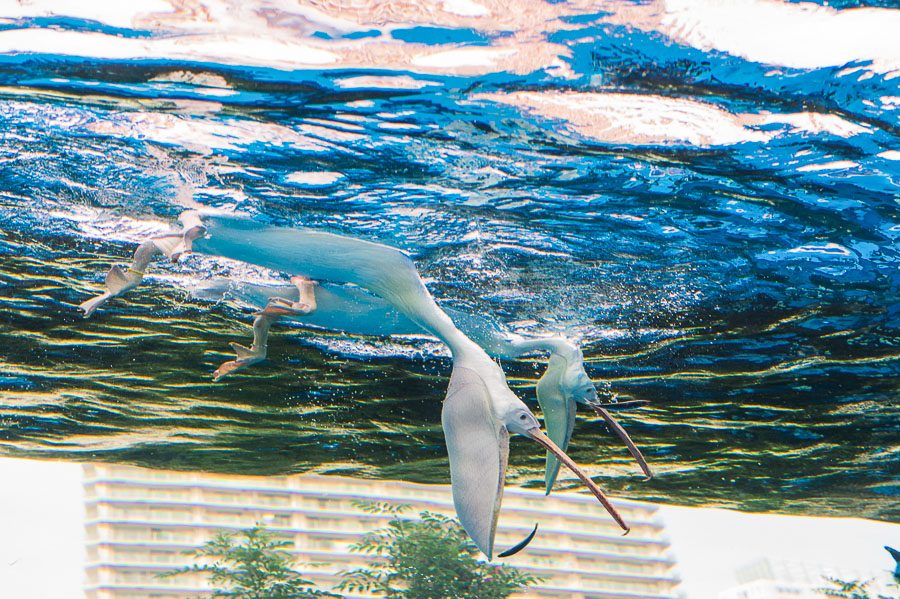 池袋陽光水族館