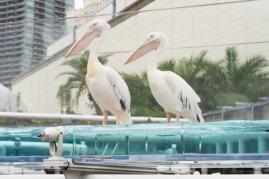 池袋陽光水族館