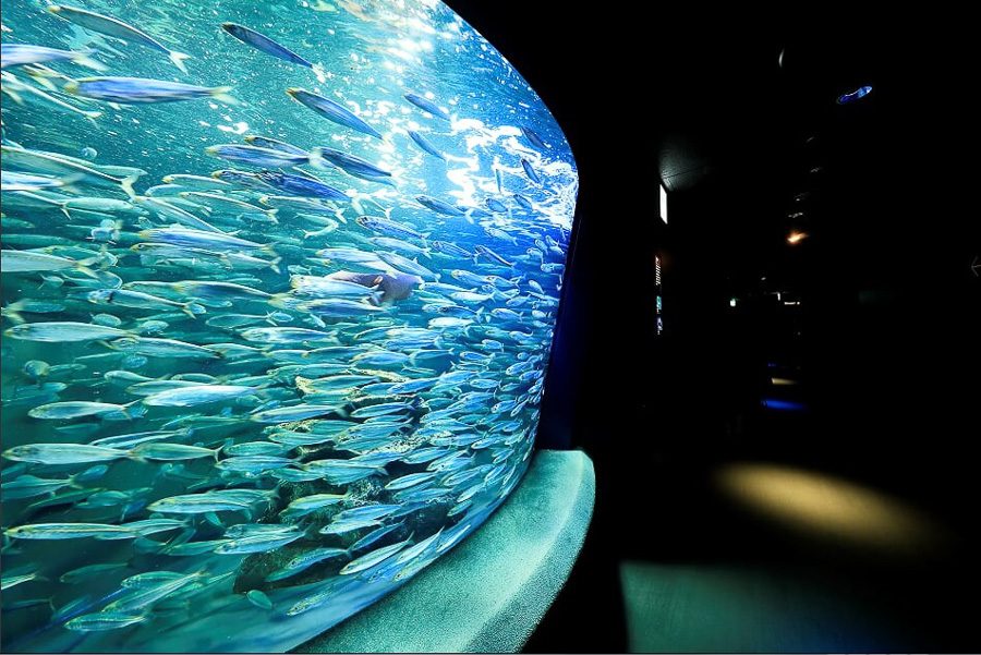 池袋陽光水族館