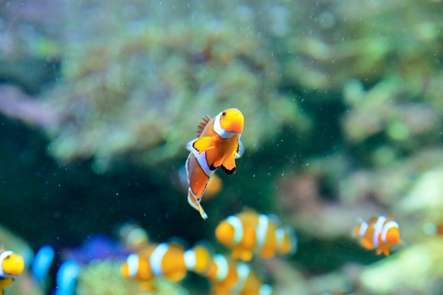 池袋陽光水族館