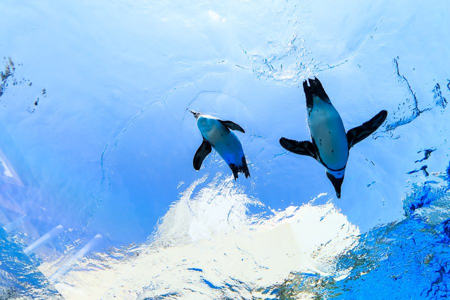 池袋阳光水族馆