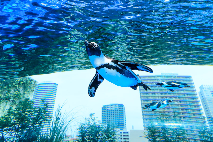 【東京池袋】陽光水族館，走進夢幻水母隧道、與企鵝在空中邂逅