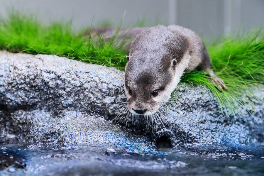 池袋陽光水族館