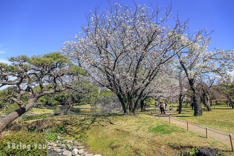 濱離宮恩賜庭園櫻花林