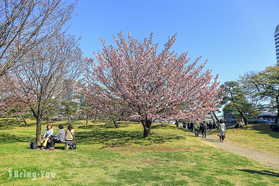 濱離宮恩賜庭園櫻花林