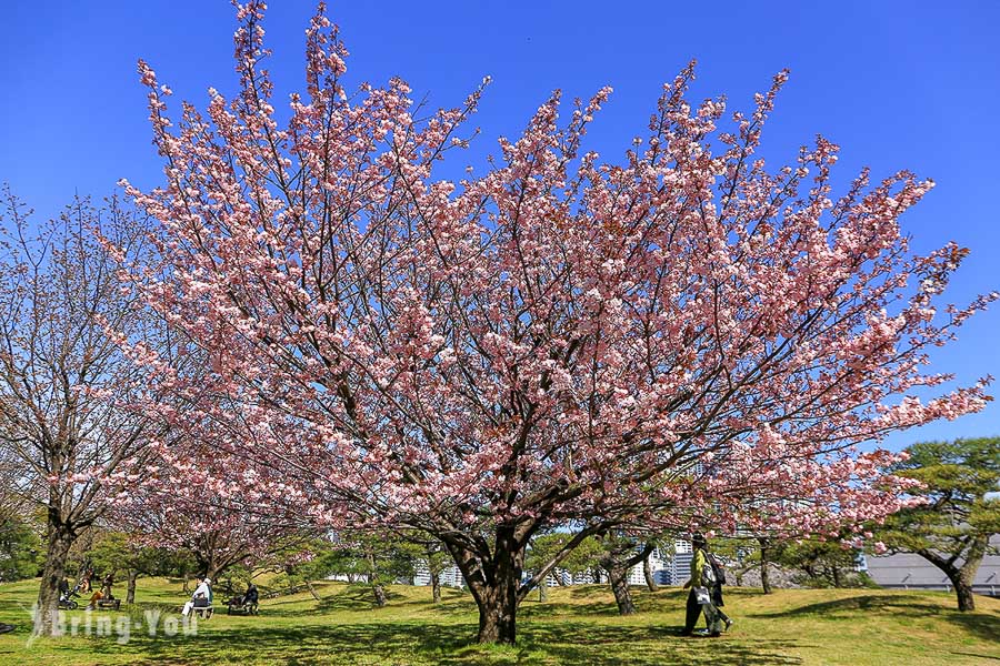 濱離宮恩賜庭園櫻花林