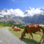 【少女峰】小夏戴克健行路線：Kleine Scheidegg～Wengen車站～Lauterbrunnen