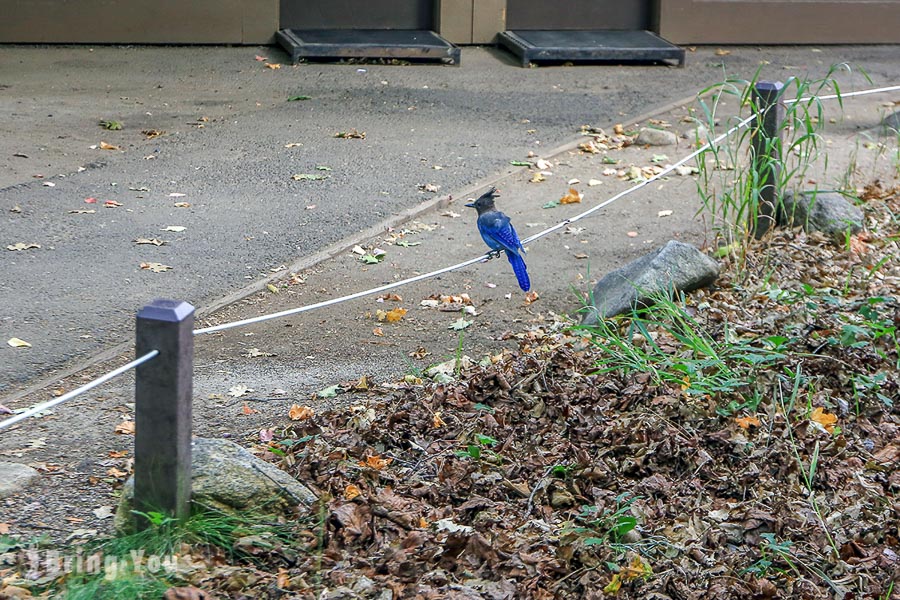 優勝美地國家公園