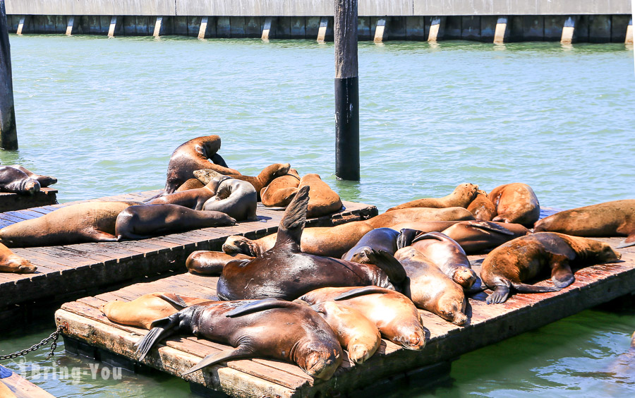 【旧金山渔人码头】Fisherman’s Wharf：39号码头看海狮、喝酸面包蛤蜊浓汤、吉拉德里广场