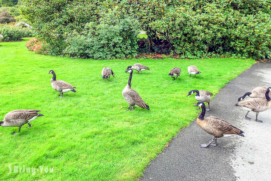 史丹利公园 Stanley park