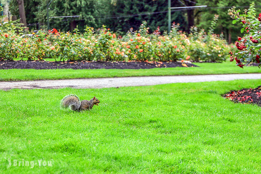 史丹利公园 Stanley park