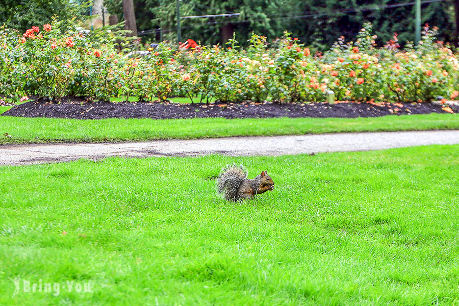 史丹利公園 Stanley park