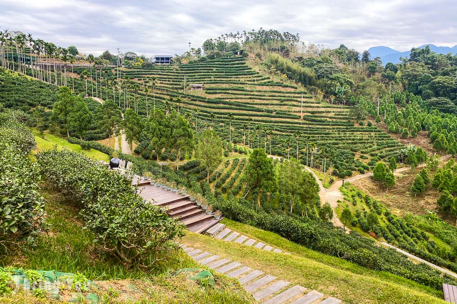 鹿篙咖啡庄园｜绝美茶园山景，南投鱼池隐藏版景观咖啡厅！下午茶、约会好去处