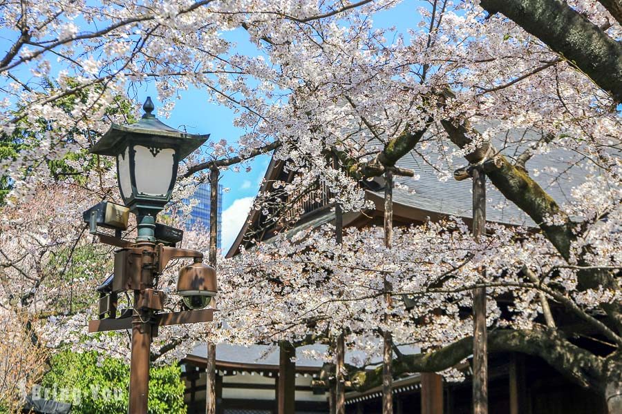 靖國神社賞櫻