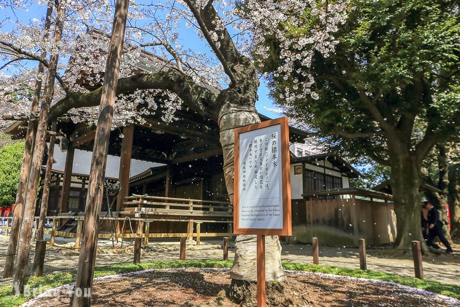 靖国神社赏樱