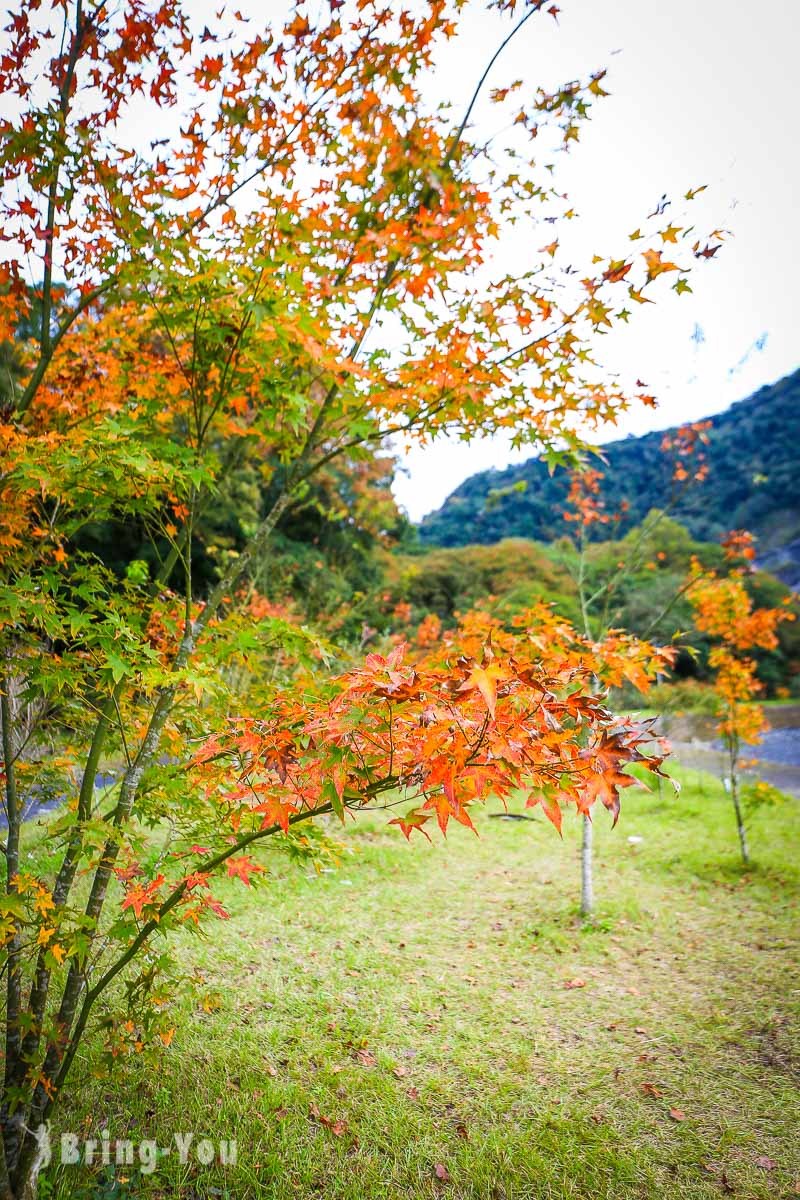 奧萬大楓林步道