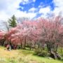 武陵農場櫻花季一日遊攻略｜賞櫻專車、交通管制、開花時間、最新消息介紹