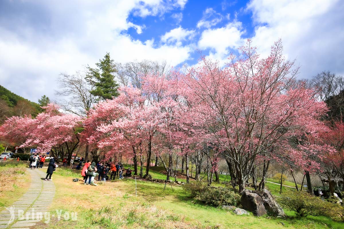 武陵農場櫻花季一日遊攻略｜賞櫻專車、交通管制、開花時間、最新消息介紹