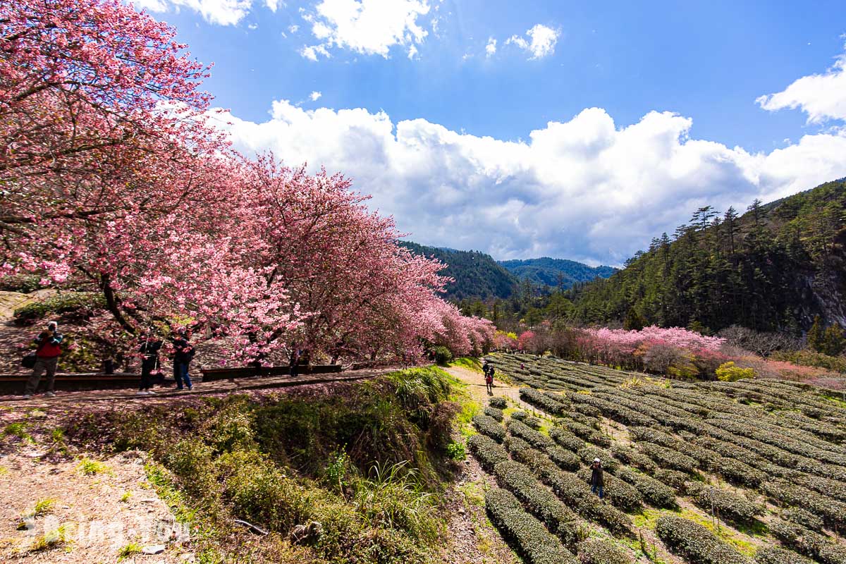 武陵农场樱花季一日游