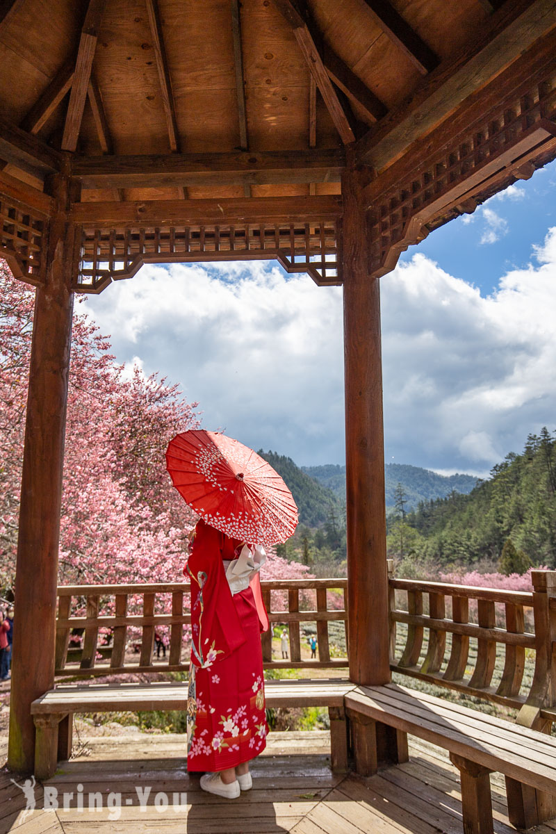 武陵农场樱花季一日游