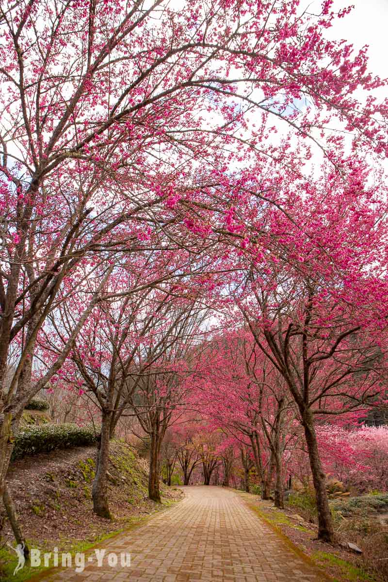 武陵农场樱花季一日游