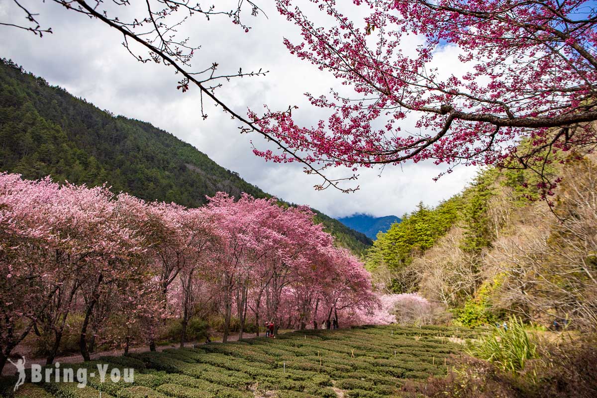 武陵农场樱花季一日游