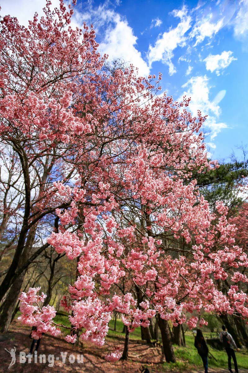 武陵农场樱花季一日游