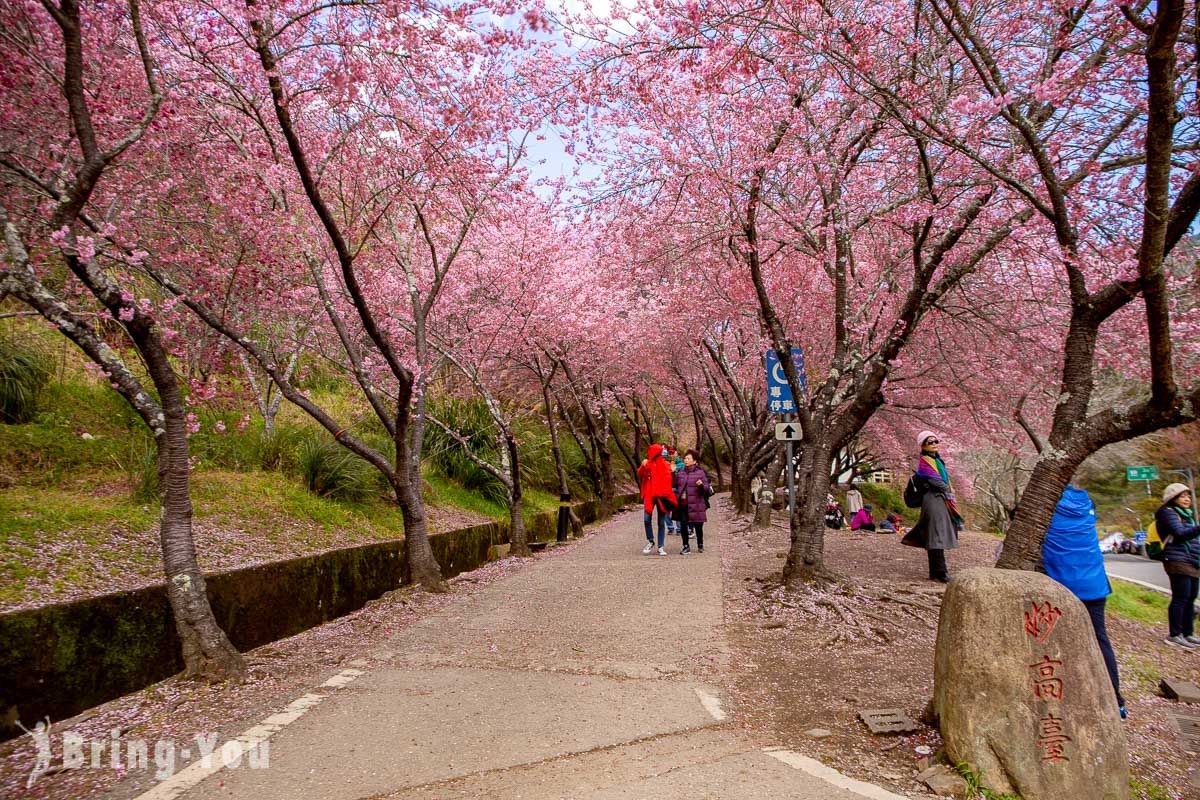 武陵农场樱花季一日游