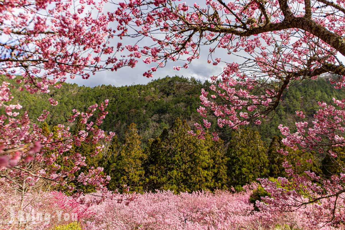 武陵農場櫻花季一日遊