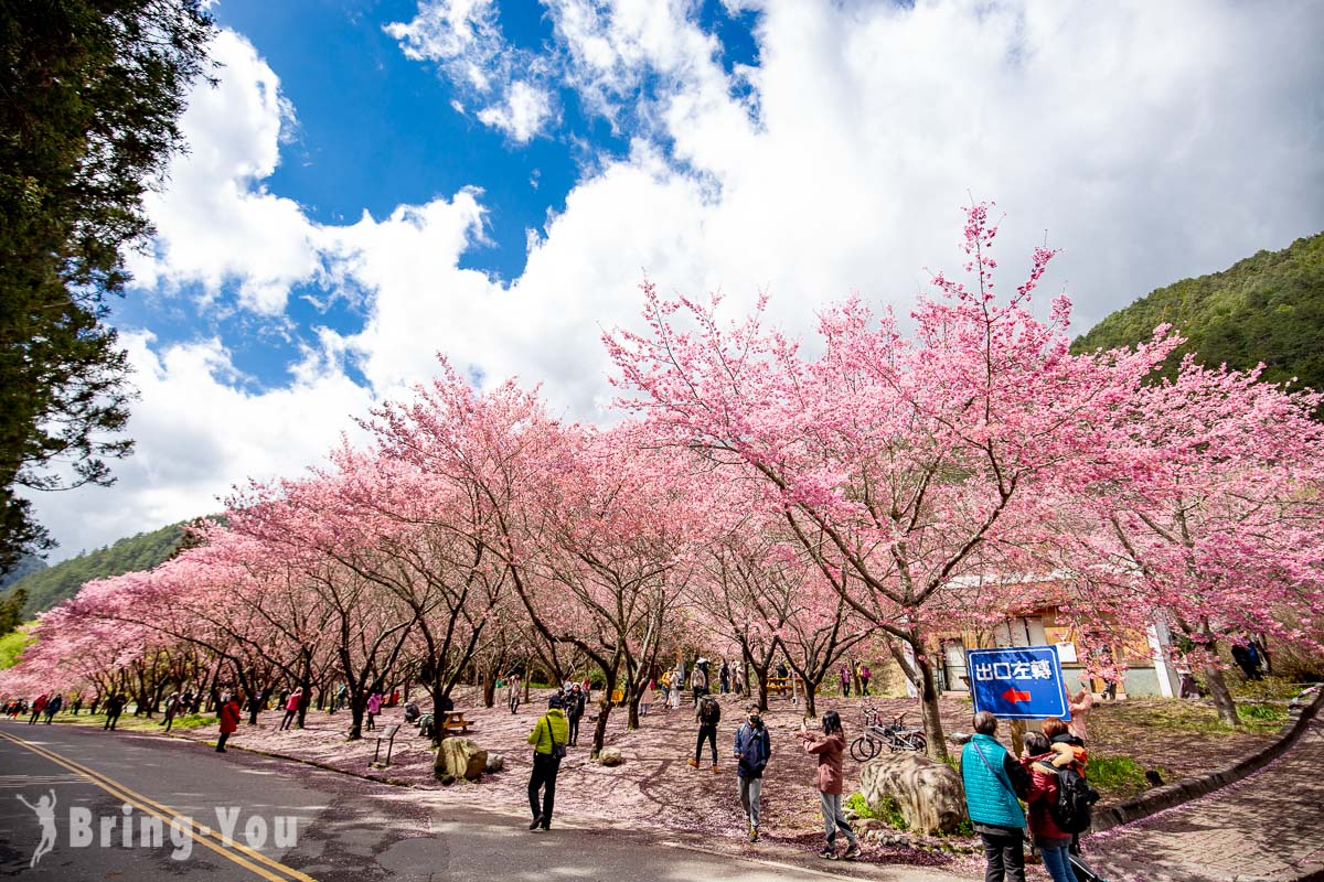 武陵农场樱花季一日游