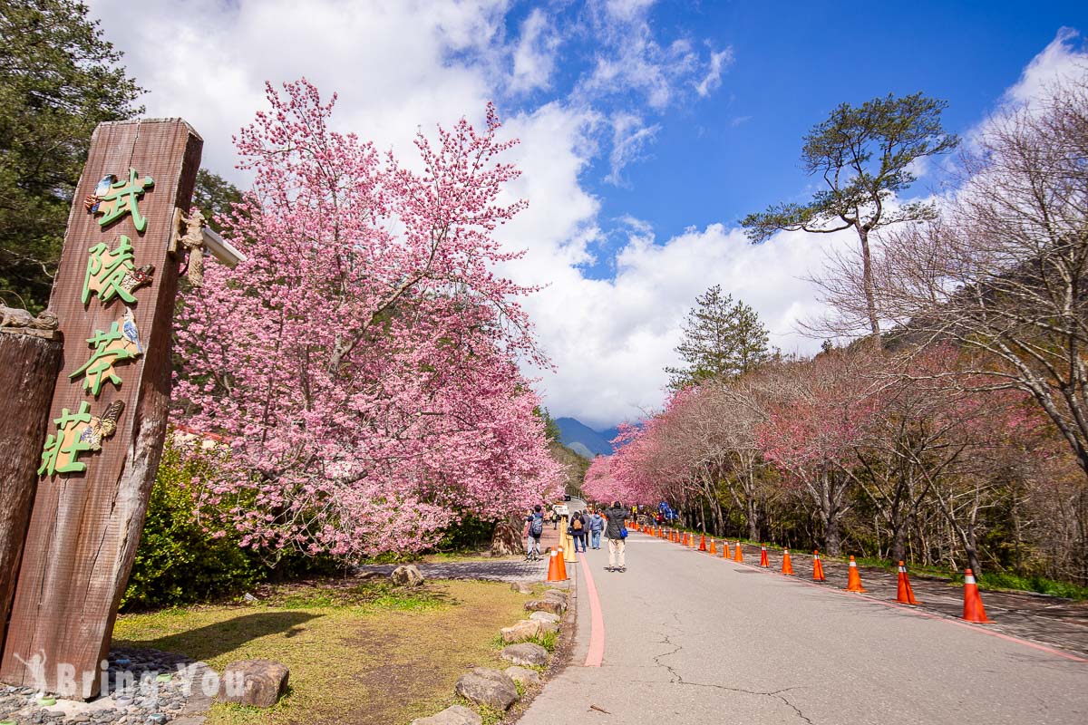 武陵农场樱花季一日游