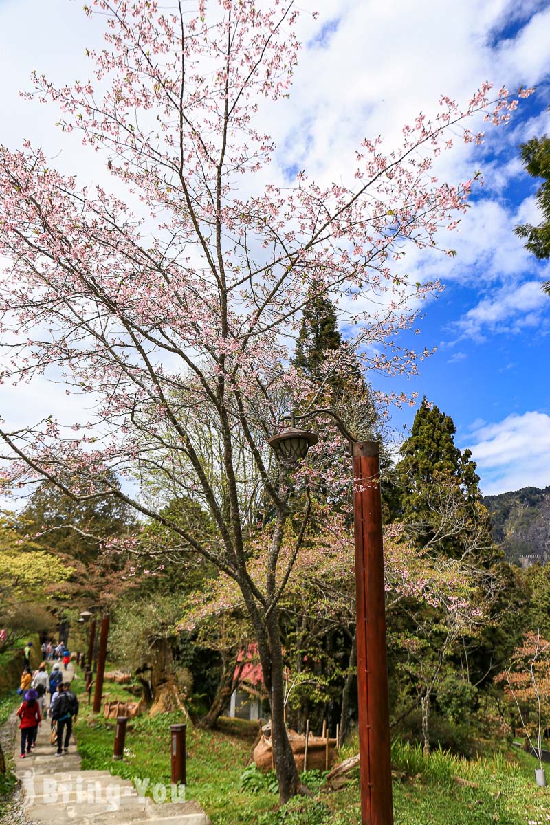 阿里山櫻花