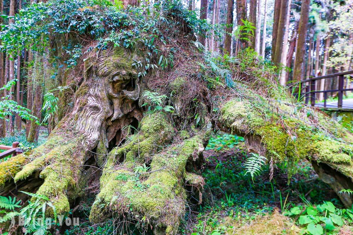 阿里山象鼻木