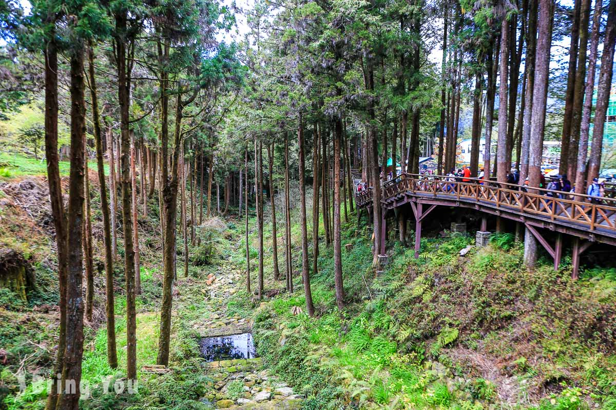 阿里山巨木群棧道