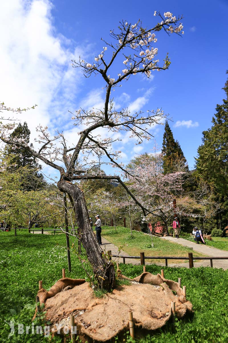 阿里山樱花