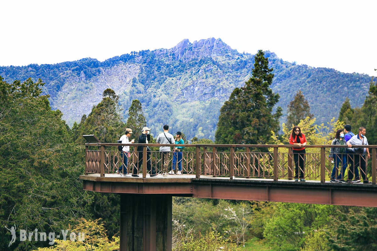 阿里山樱之道