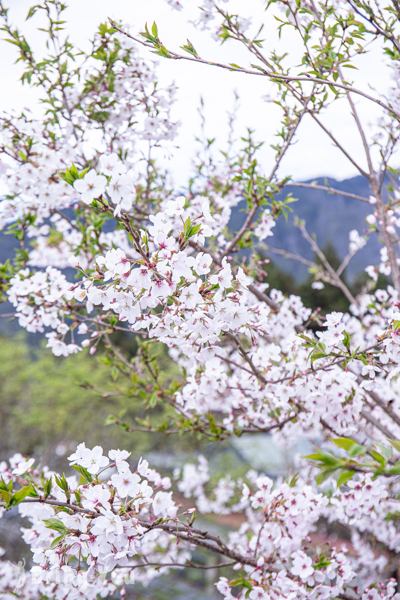 阿里山车站