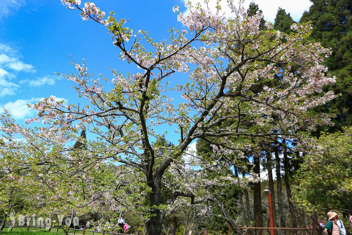 阿里山樱花