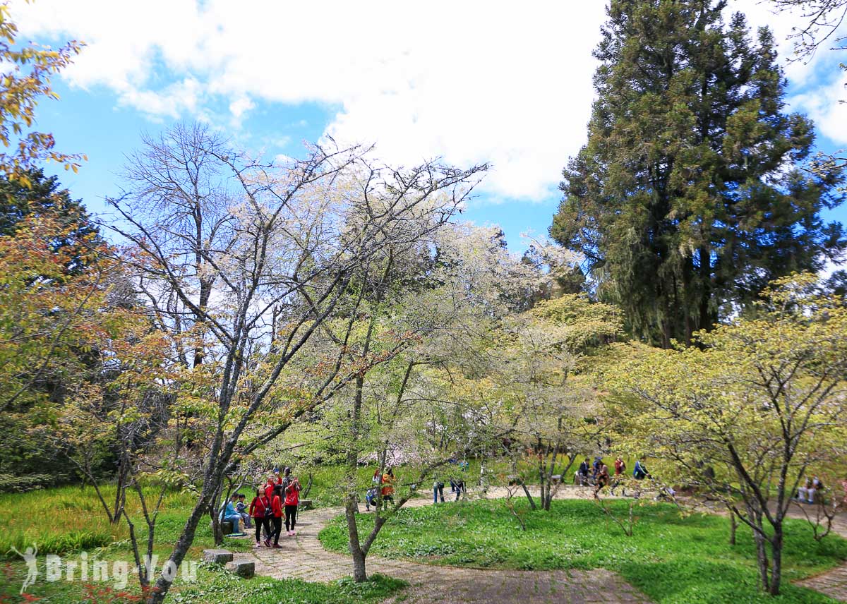 阿里山樱花