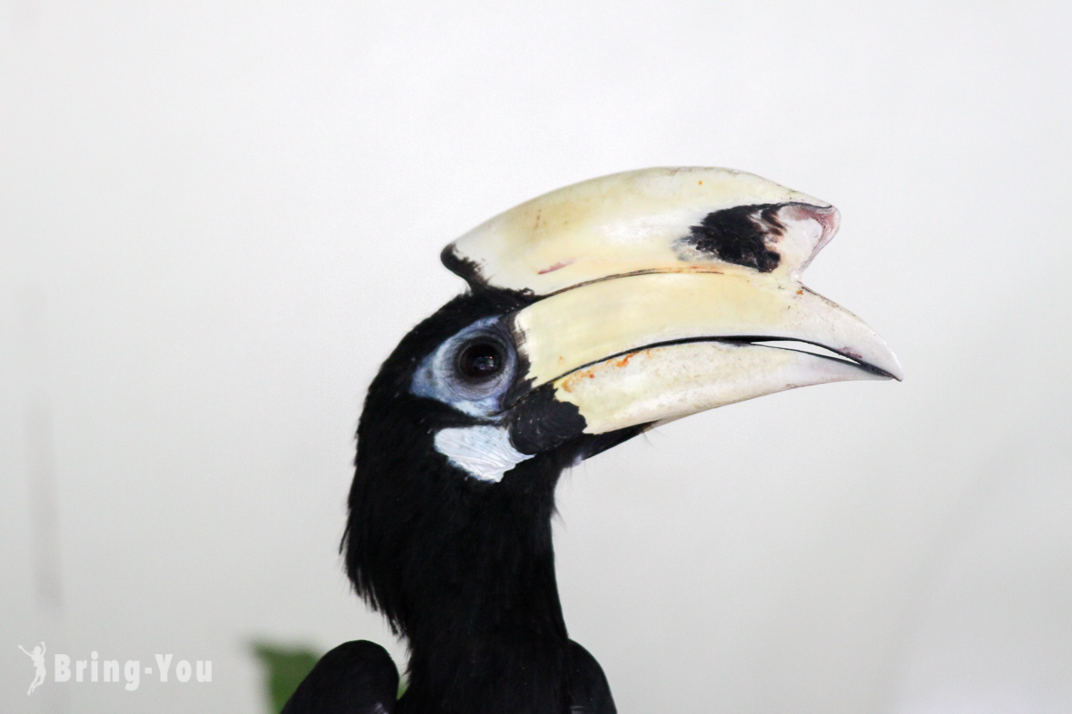 吉隆坡飛禽公園（KL Bird Park）