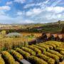 【葡萄牙】杜罗河谷 Douro Valley：醉人秋韵：探访波特酒发源地葡萄园