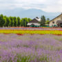 【北海道夏天必去景點】富田農場：富良野最浪漫的薰衣草花田
